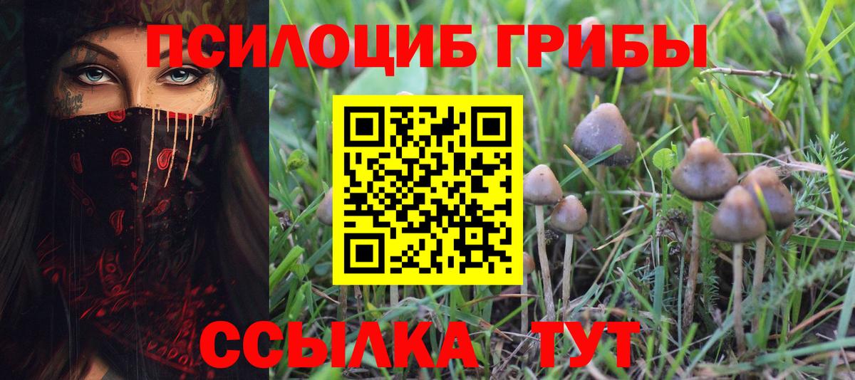 Псилоцибиновые грибы прущие грибы  Бердск  Псилоцибиновые грибы Cubensis 